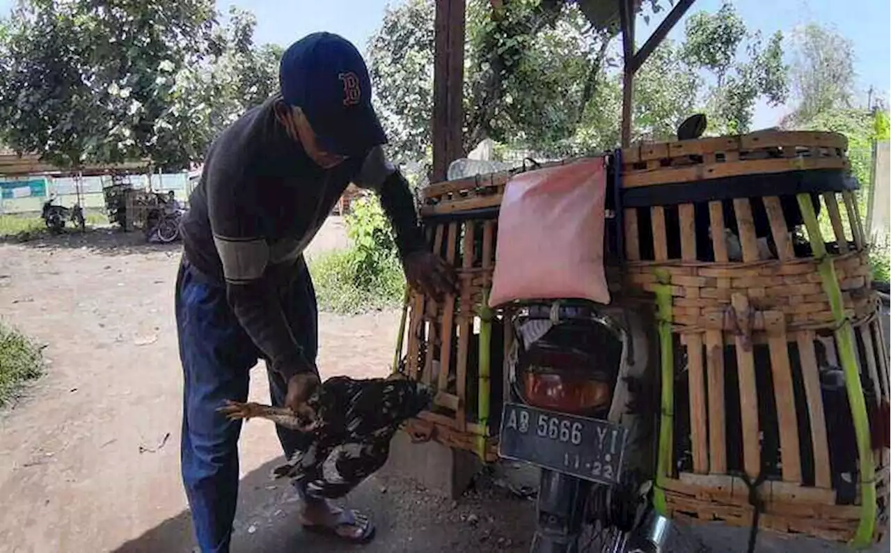 Tradisi Nyadran Jelang Ramadan Kerek Harga Ayam Kampung di Bantul