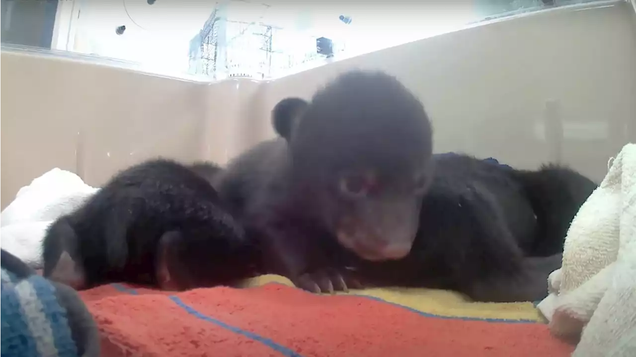 Wildlife Center Takes in Three Bear Cubs After Mother Dies in Research Accident