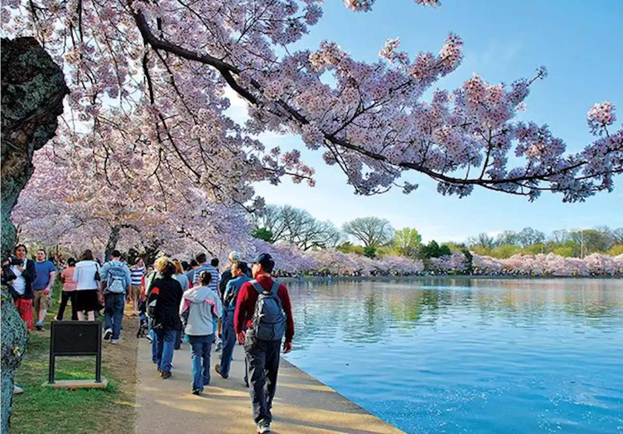 The Story Behind the National Cherry Blossom Festival | Washingtonian (DC)