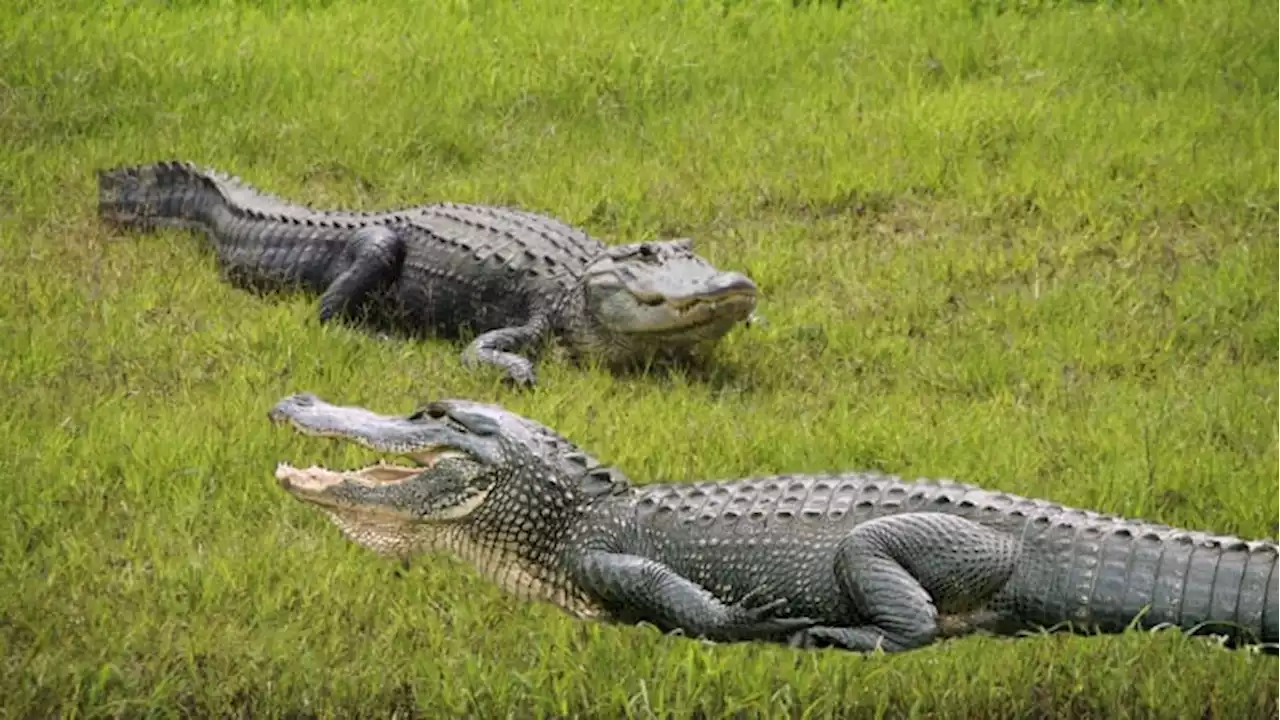 Busch Wildlife breaks ground on sanctuary for 200+ animals in South Florida