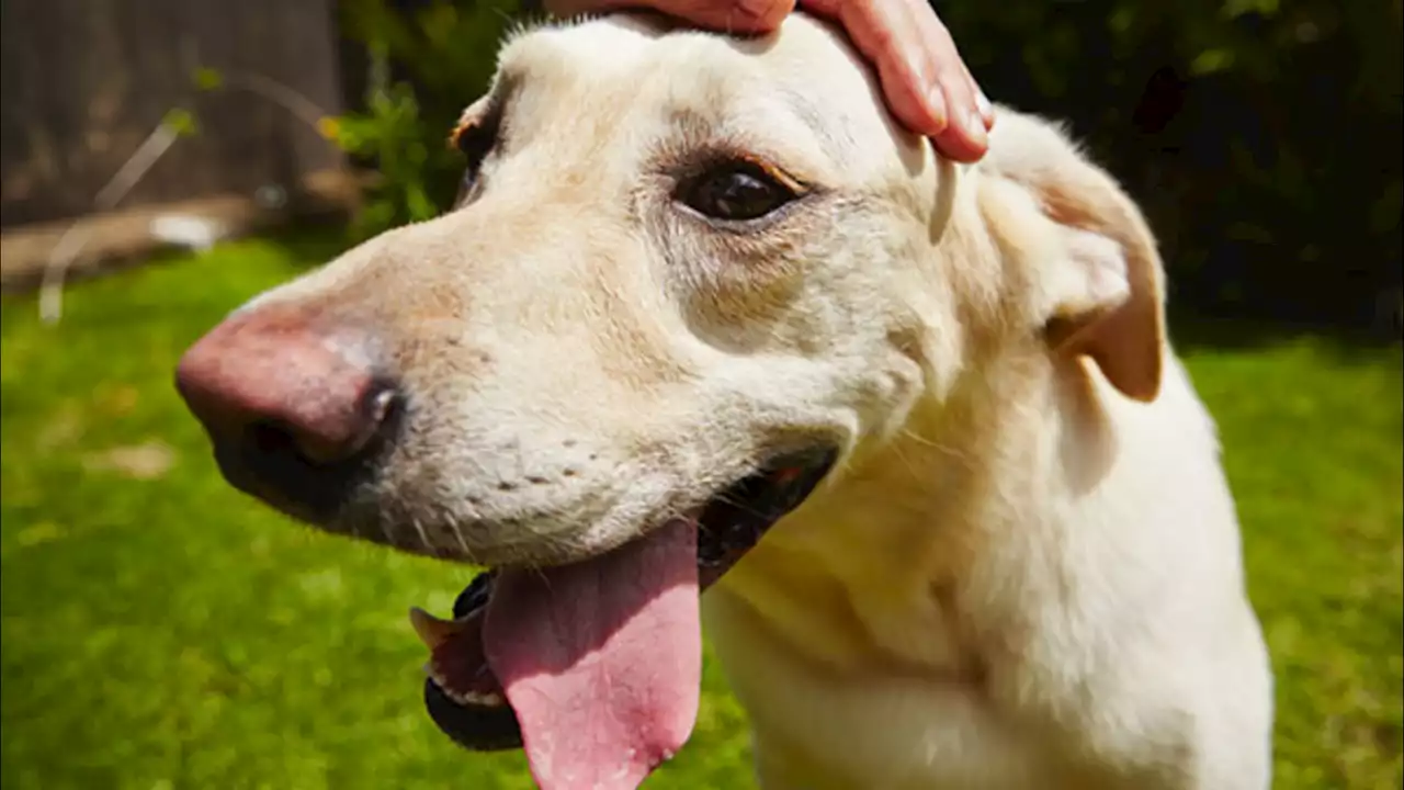 Poodles pop in popularity, but Labs still No. 1 US dog breed