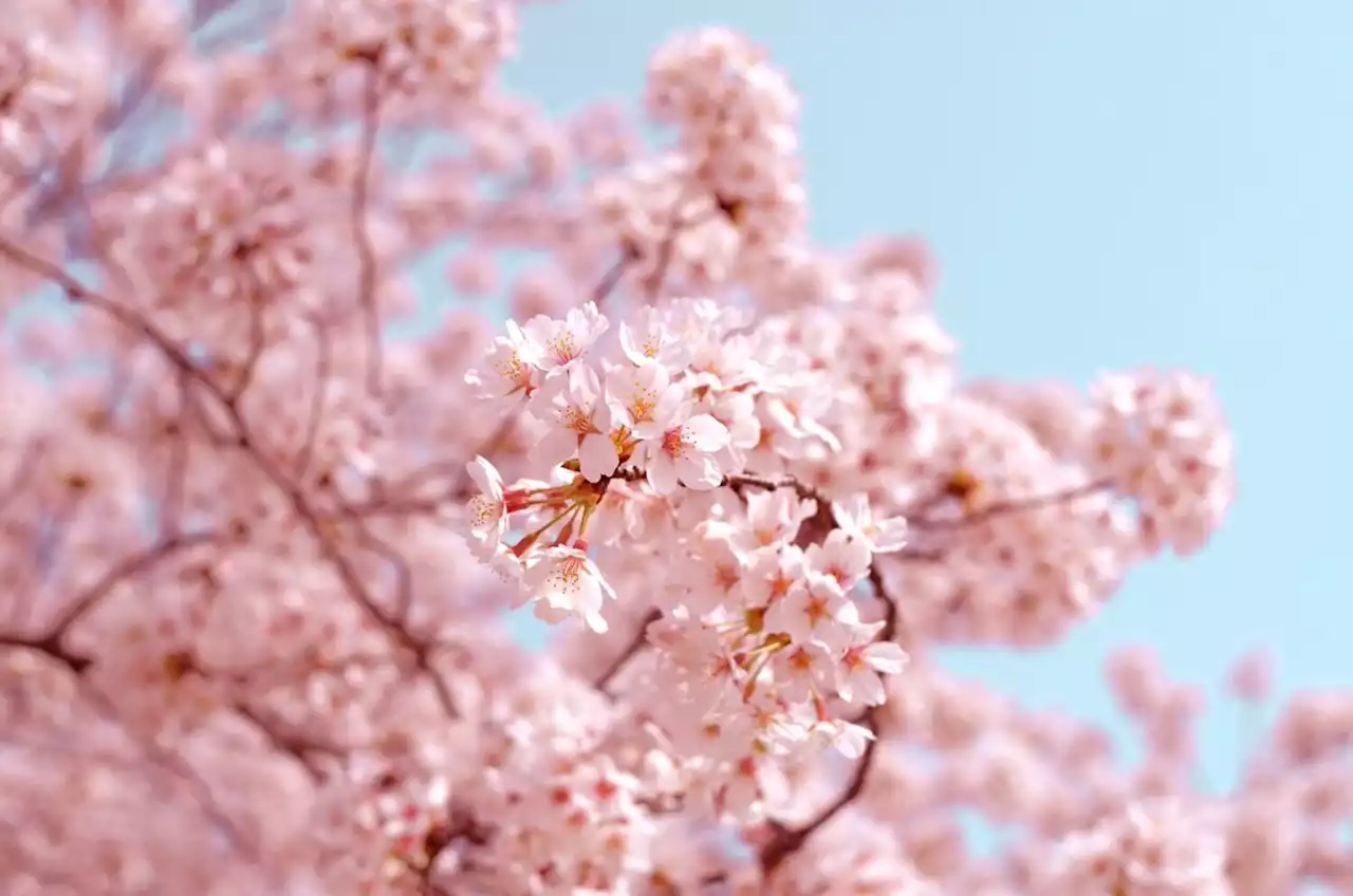 Here's How To Celebrate The Cherry Blossoms In DC