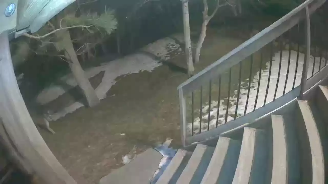 Mountain lion stalks backyard of Bountiful home