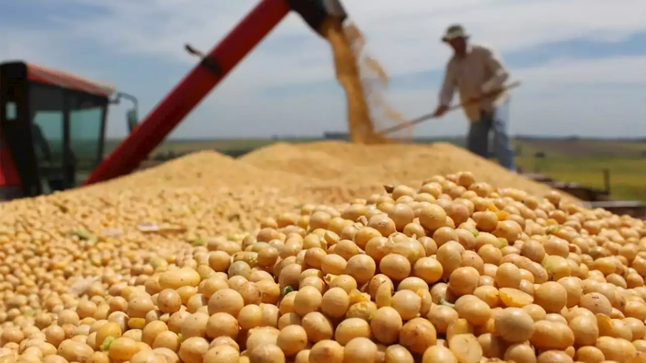 El Gobierno reabrió el registro de exportaciones de harina y aceite de soja