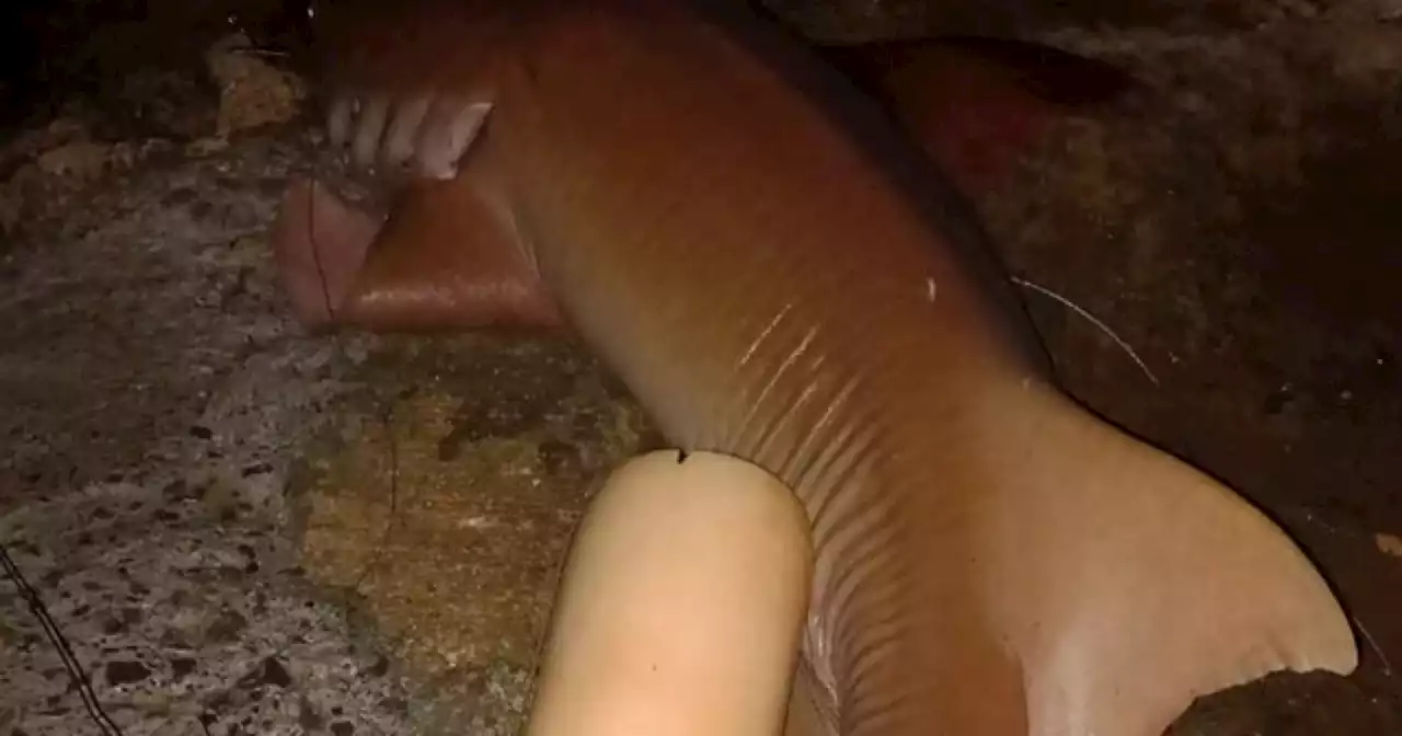 Matan a un tiburón nodriza en San Andrés tras ataque fatal a un turista