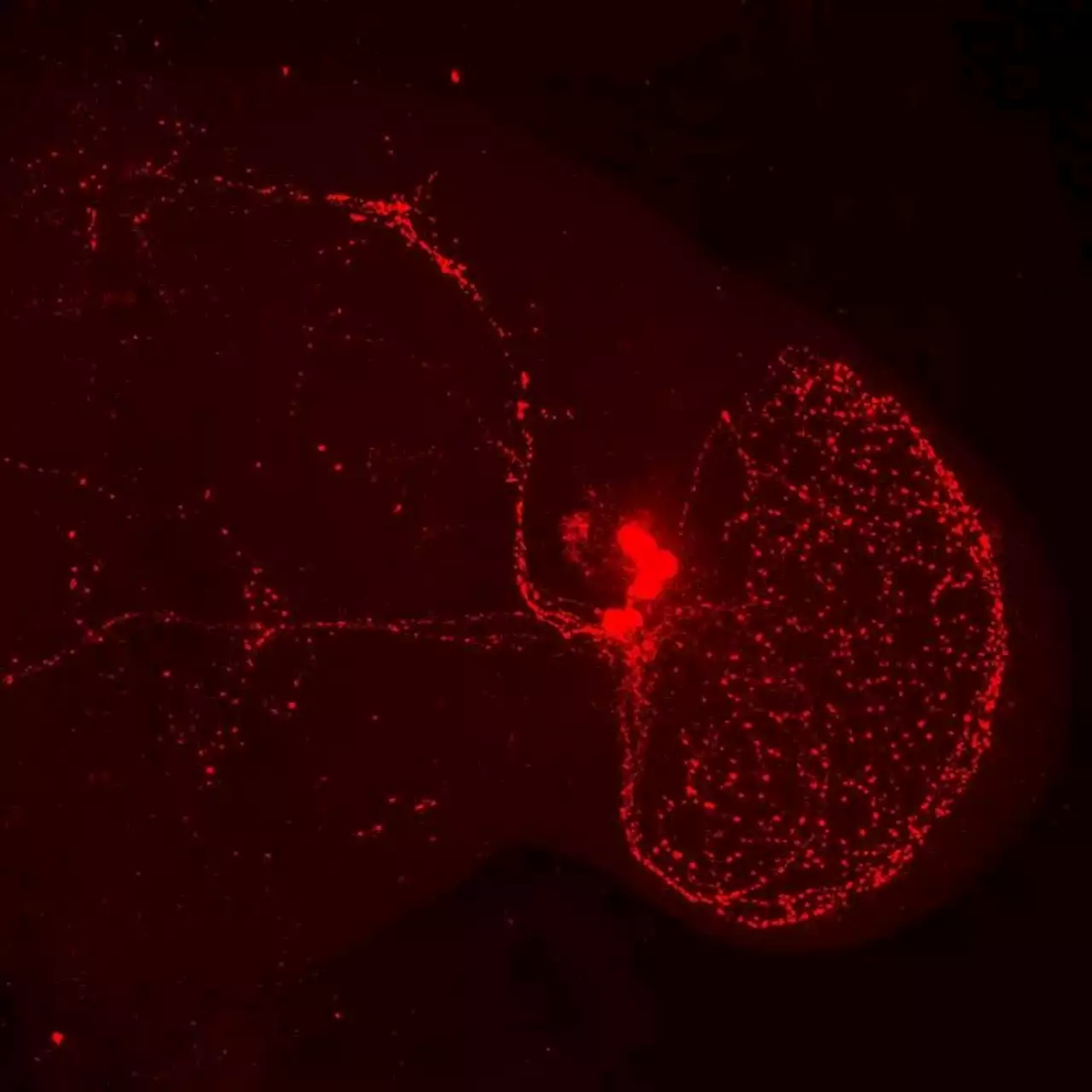 New findings on the internal clock of the fruit fly