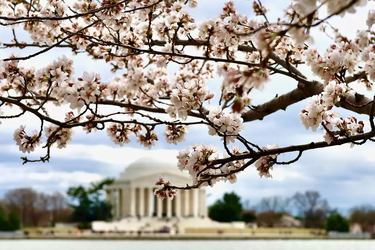 Cherry blossoms explode, reach peak bloom 10 days ahead of average