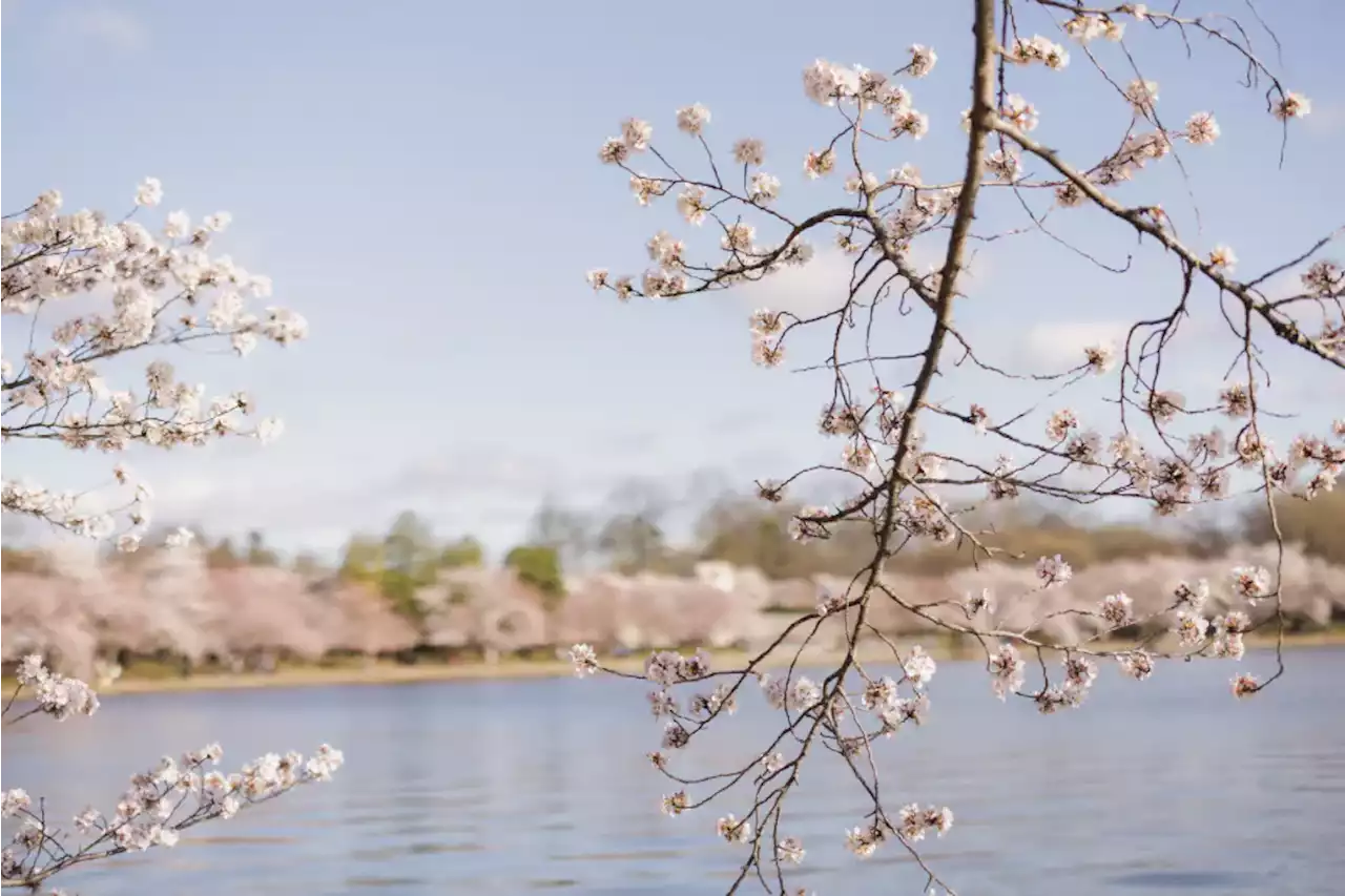 D.C.-area forecast: A magnificent Monday, rainy Wednesday and chilly weekend ahead