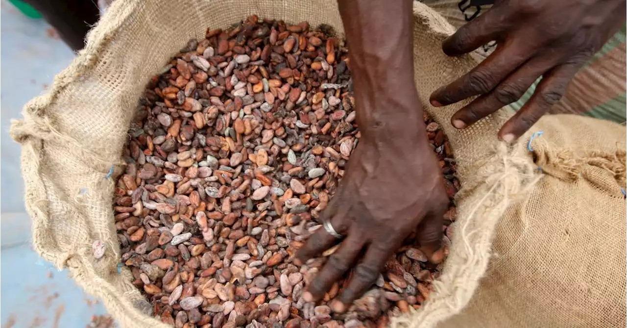 Heavy rain raises hopes for Ivory Coast cocoa mid-crop