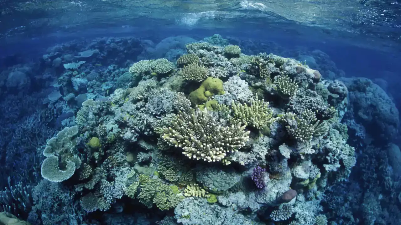 Great Barrier Reef could be destroyed by coral bleaching events without drastic climate action, report warns