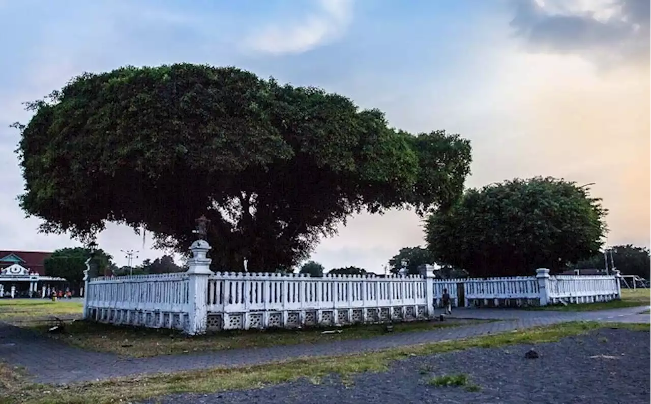 Misteri Pohon Beringin Keraton Jogja, Ada Ritual Setiap Sura