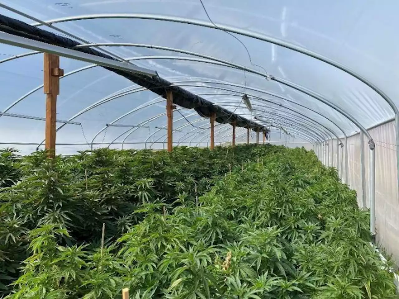 California authorities clear out thousands of illegal cannabis plants and two tons of weed