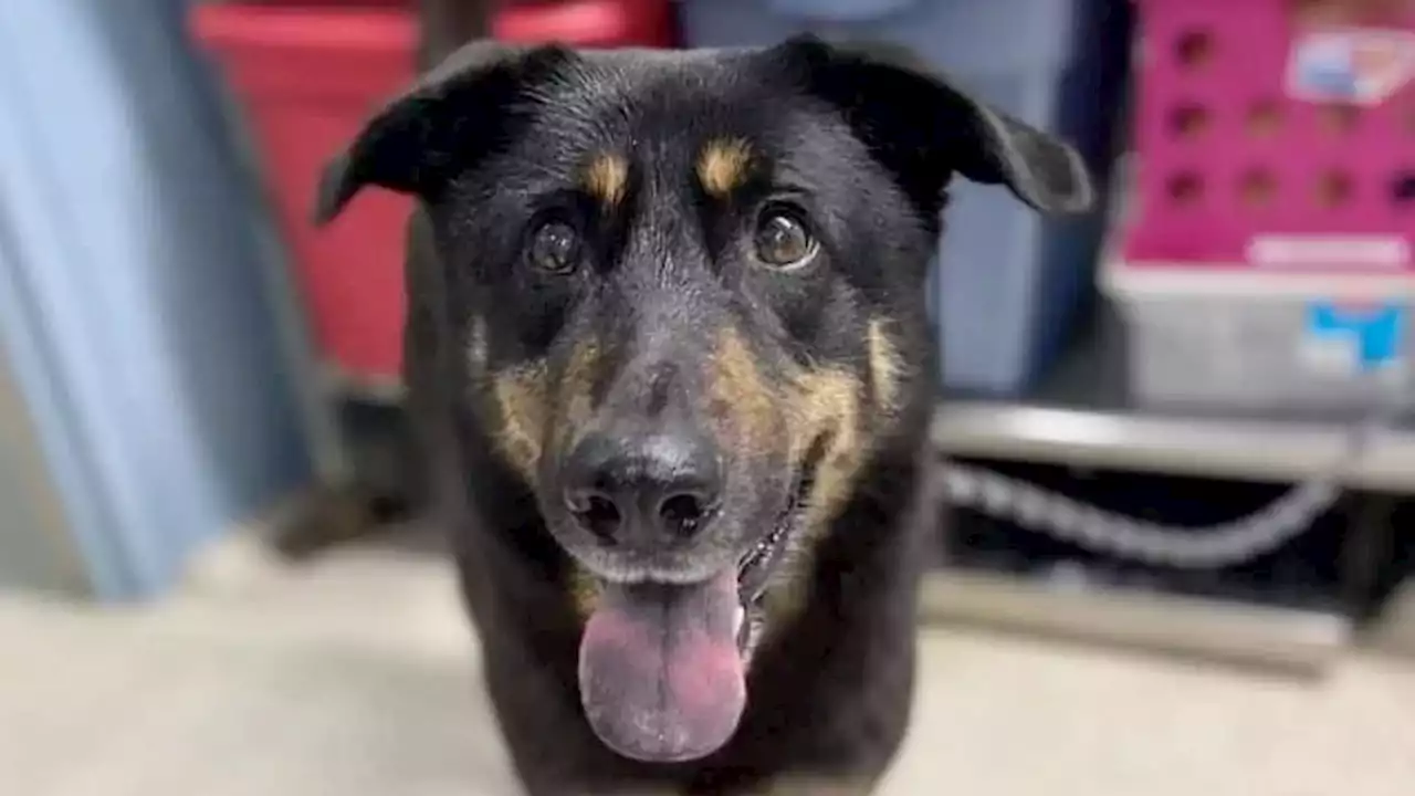 Dog Abandoned at Animal Shelter Because Owners Thought He's Gay