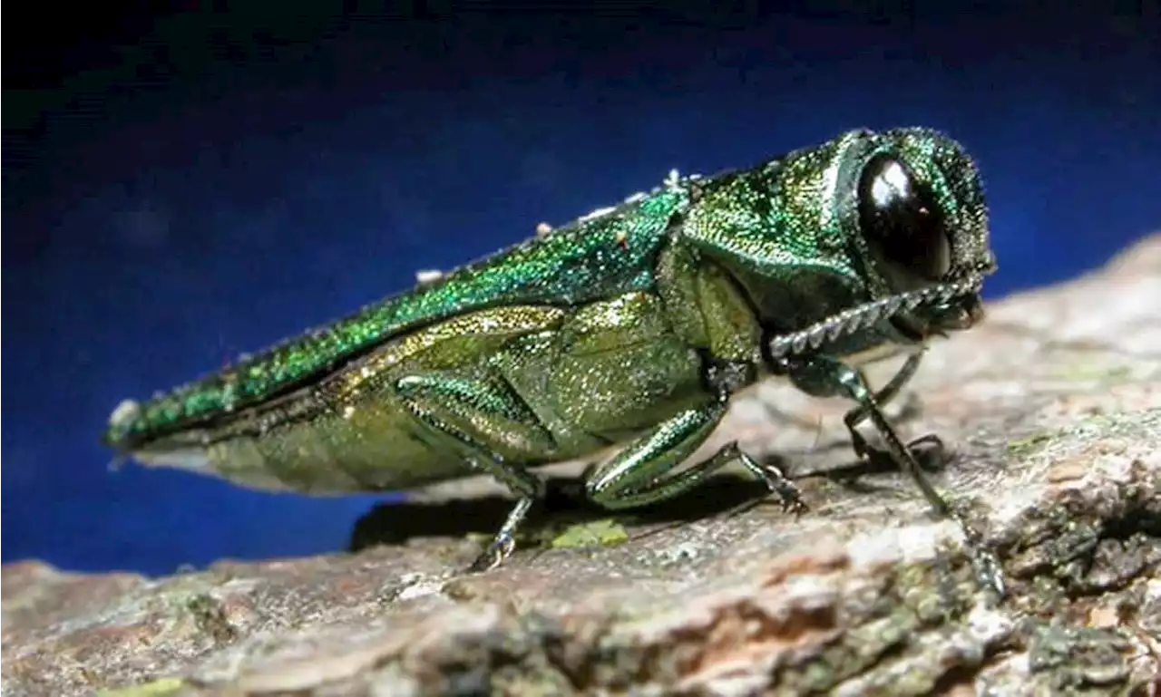 U.S. cities will lose over 1.4 million street trees to insects by 2050