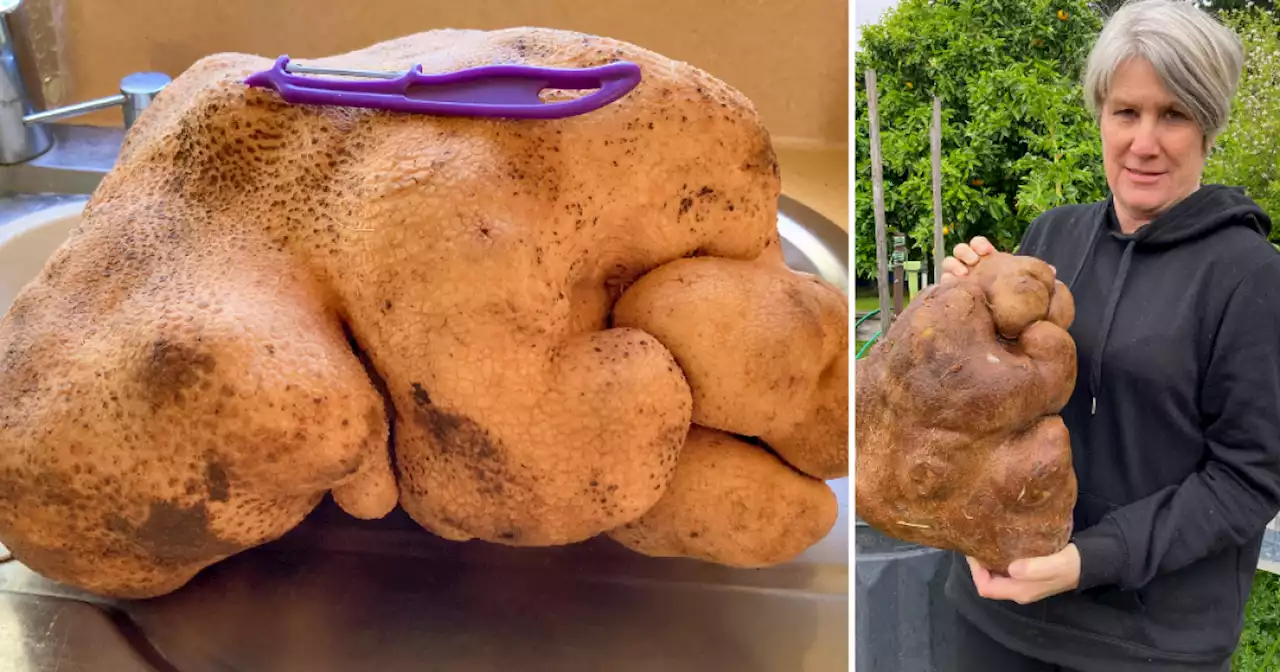 Scientific testing finds that 'world's largest potato' is actually a gourd