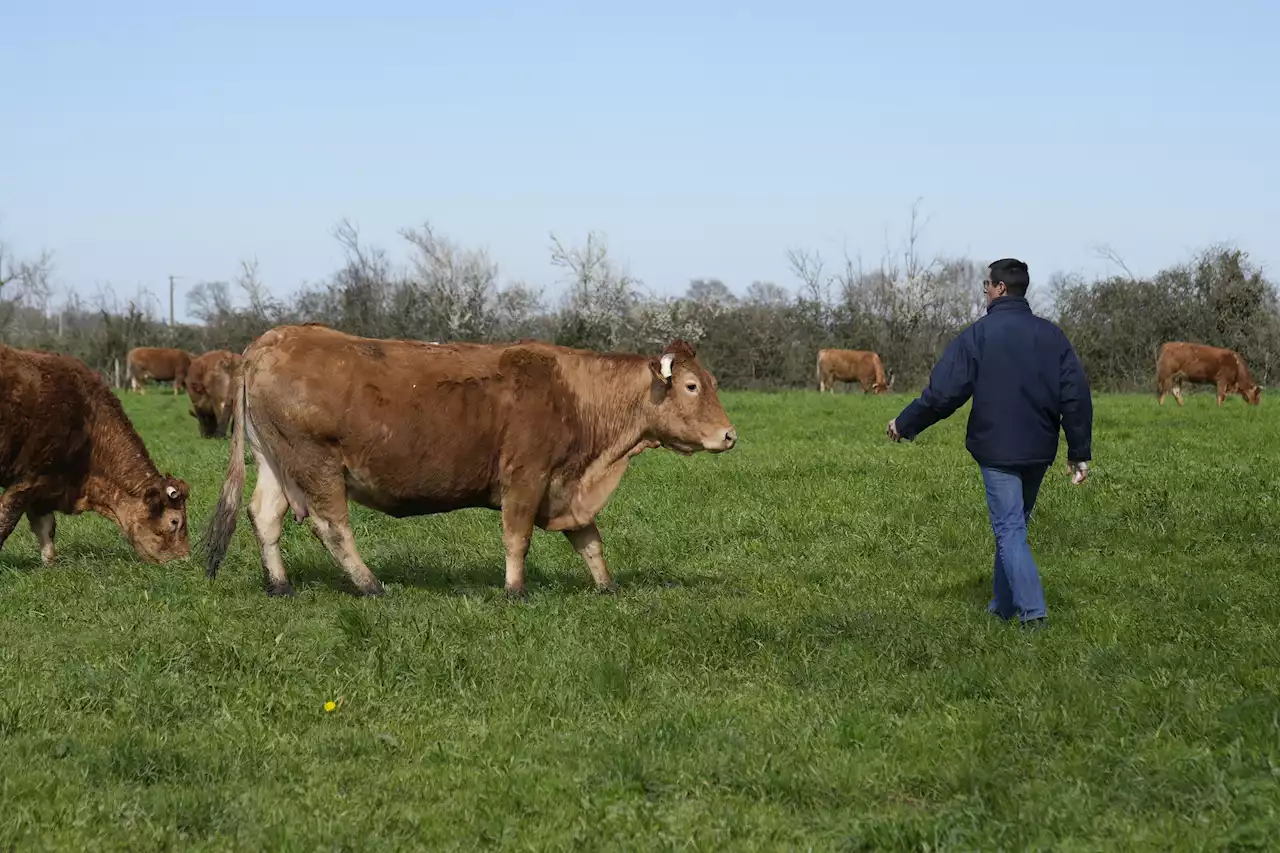 Ukraine war imperils wheat, but farmers in no rush to pivot