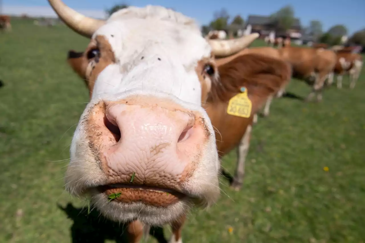 Kuh bringt Kalb zur Welt und tötet Bauern