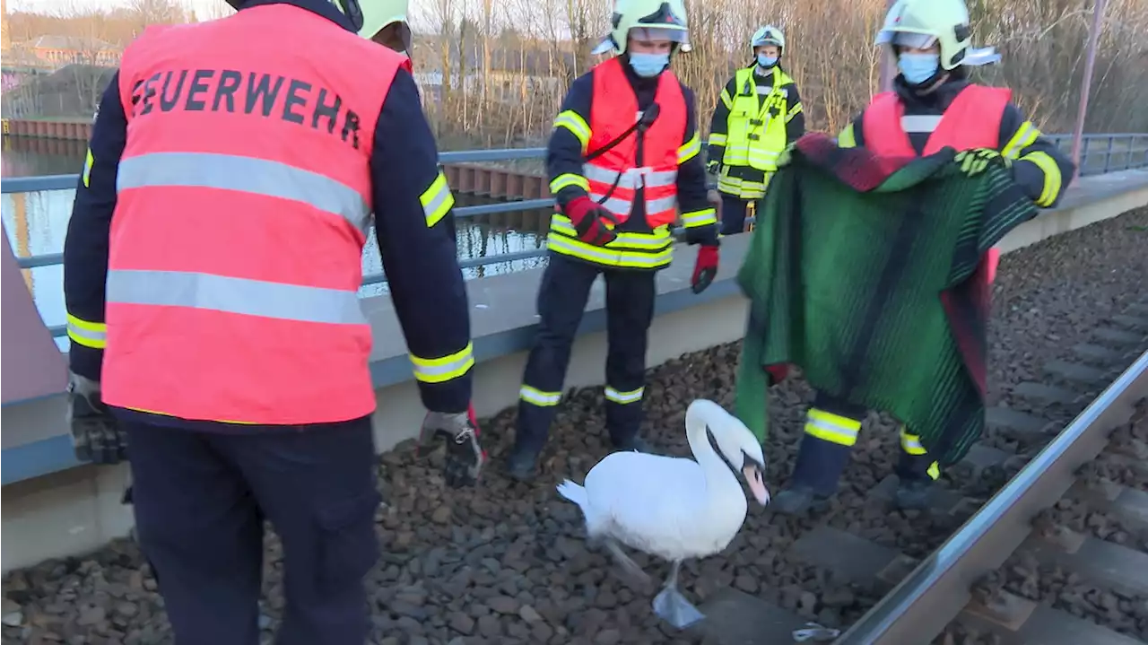 Schwan stoppt Bahn von Berlin nach Frankfurt (Oder)