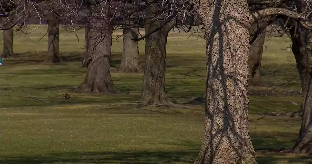 Advocates say Jackson Park Golf Course expansion will involve hundreds of trees being cut down, demand that community have a say