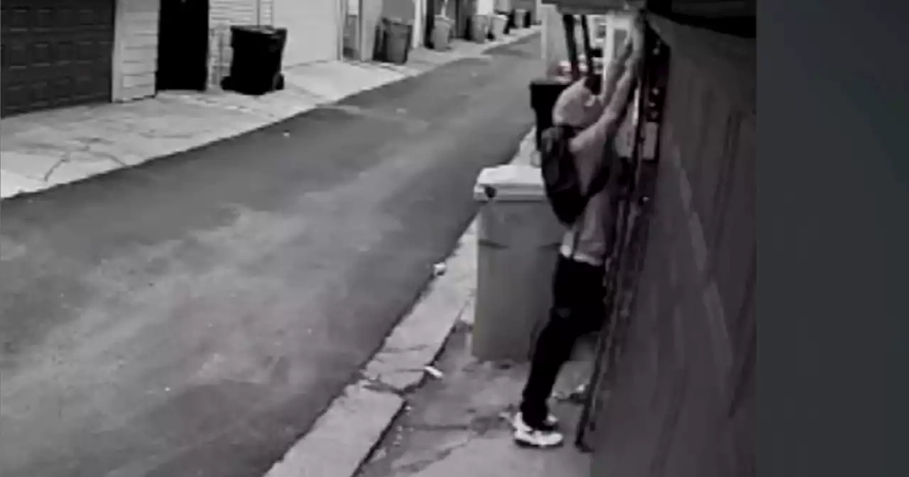 Vandal caught on camera cutting down and damaging security cameras in West Lawn