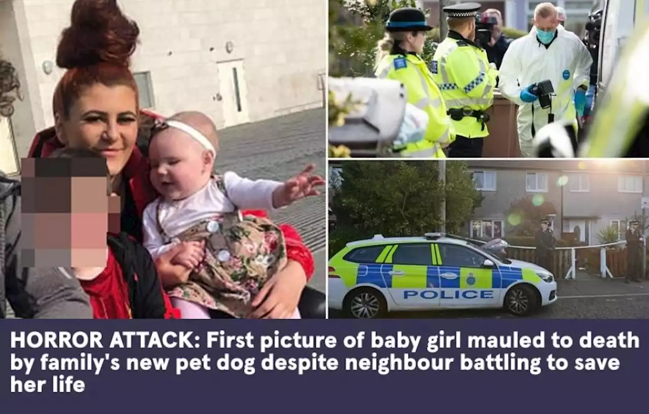 Baby girl killed by family dog while mum screamed and hero neighbour did CPR