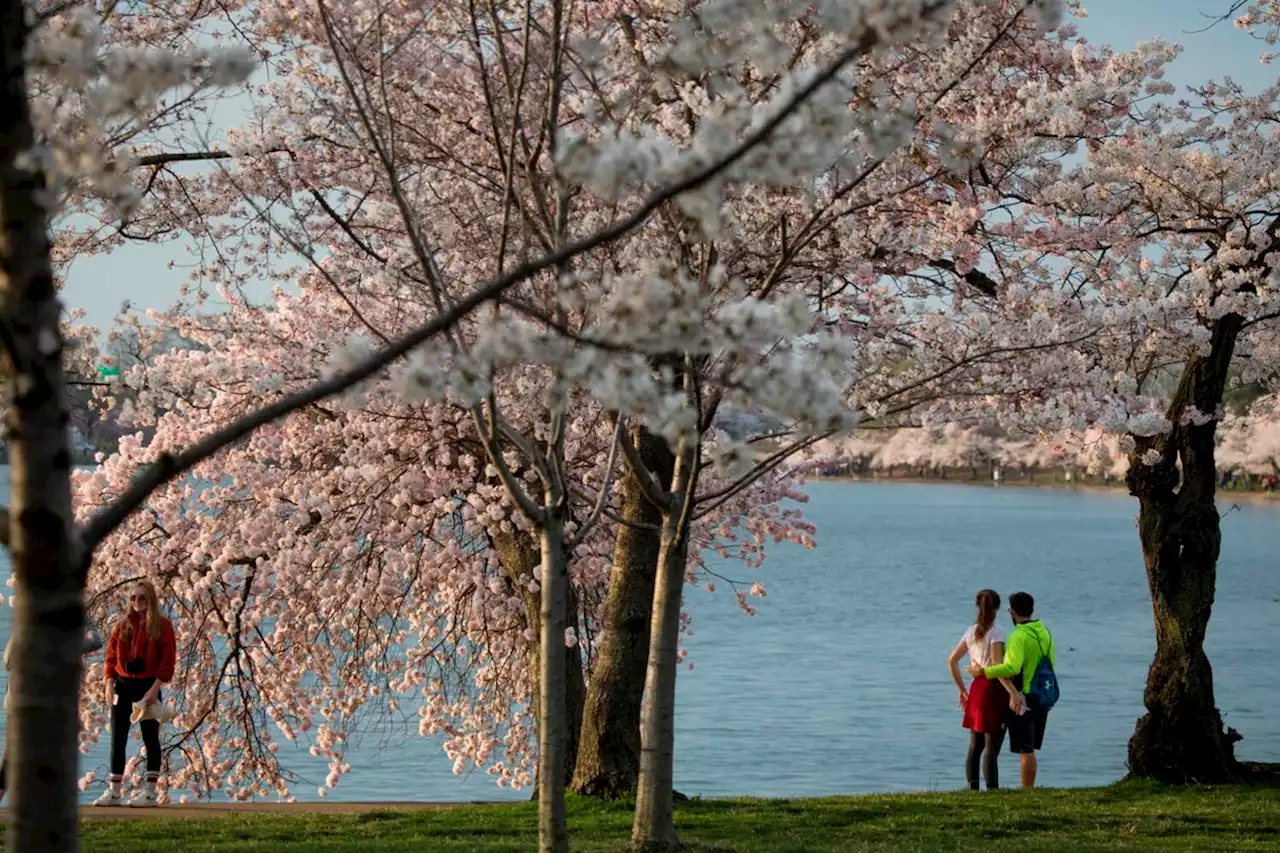 We're In Peak Bloom Now, Baby!