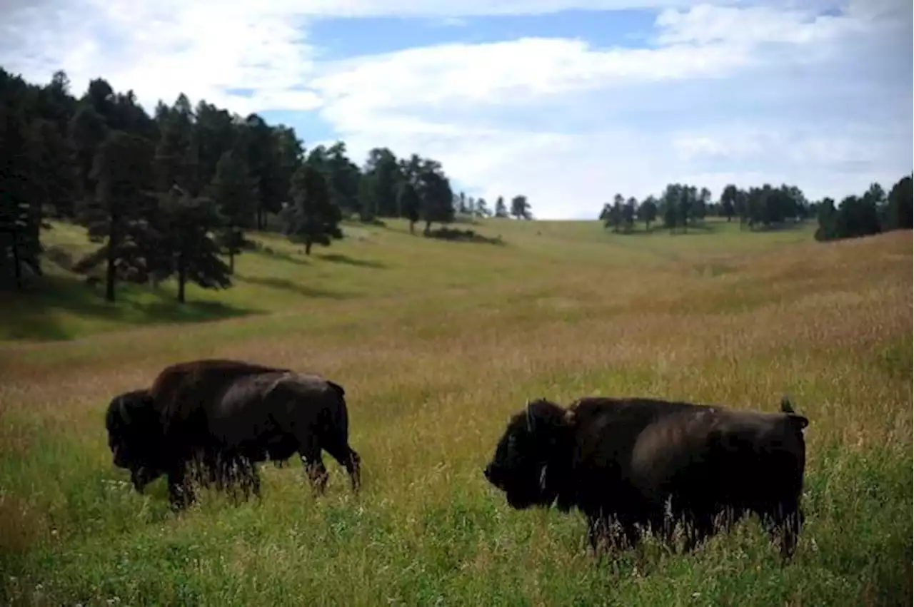 Denver donates 33 bison to tribal nations