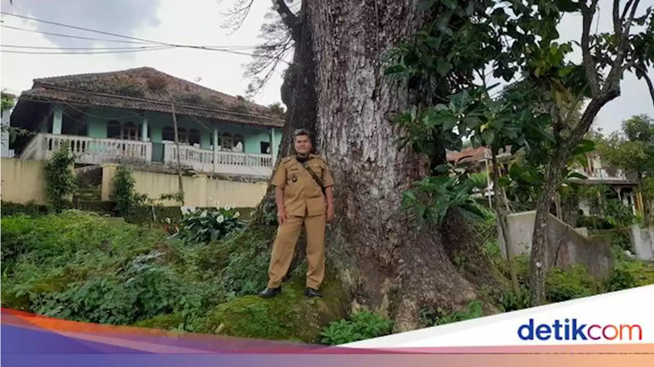 Melihat Pohon Trembesi Raksasa di Sumedang: Si 'Penjaga' Mata Air Warga