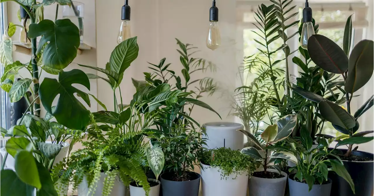 Get rid of houseplant pests with these TikTok hacks