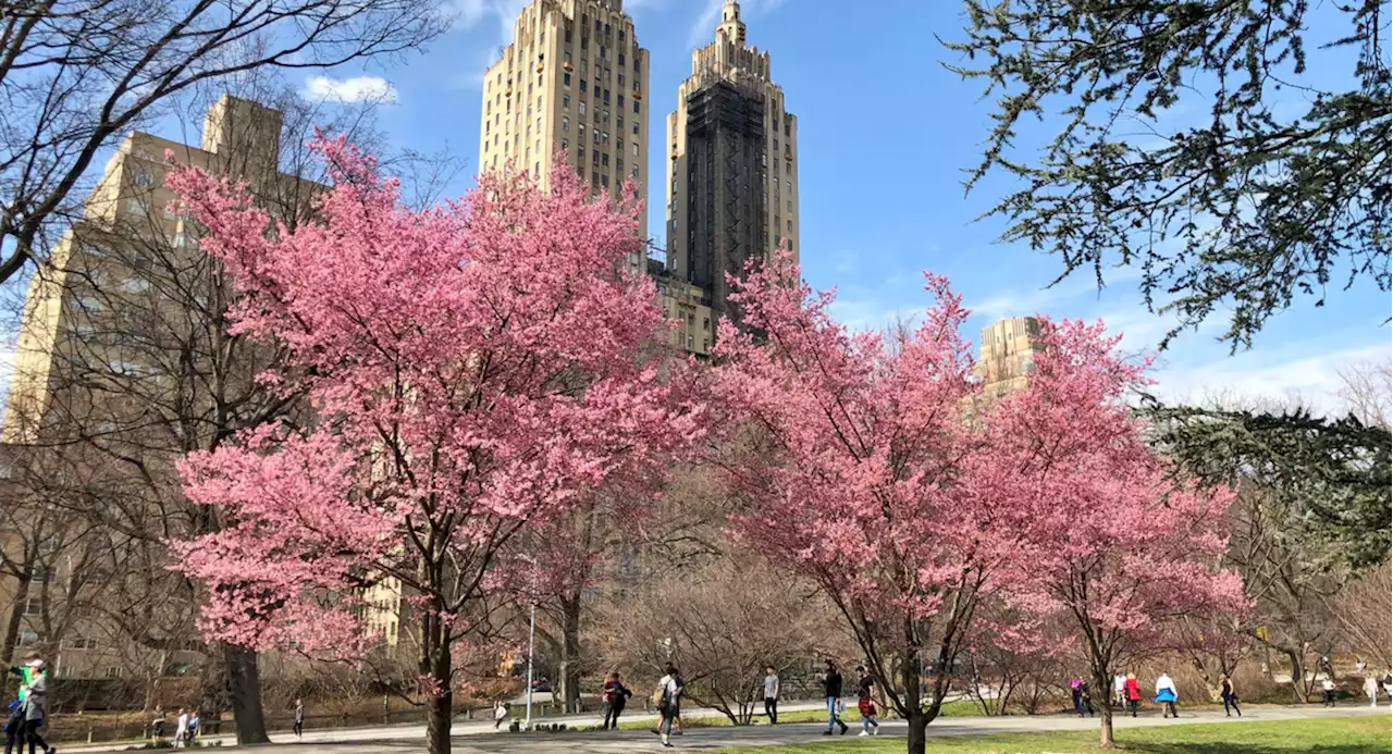 In bloom: NYC 'waking up' to official start of cherry blossom season