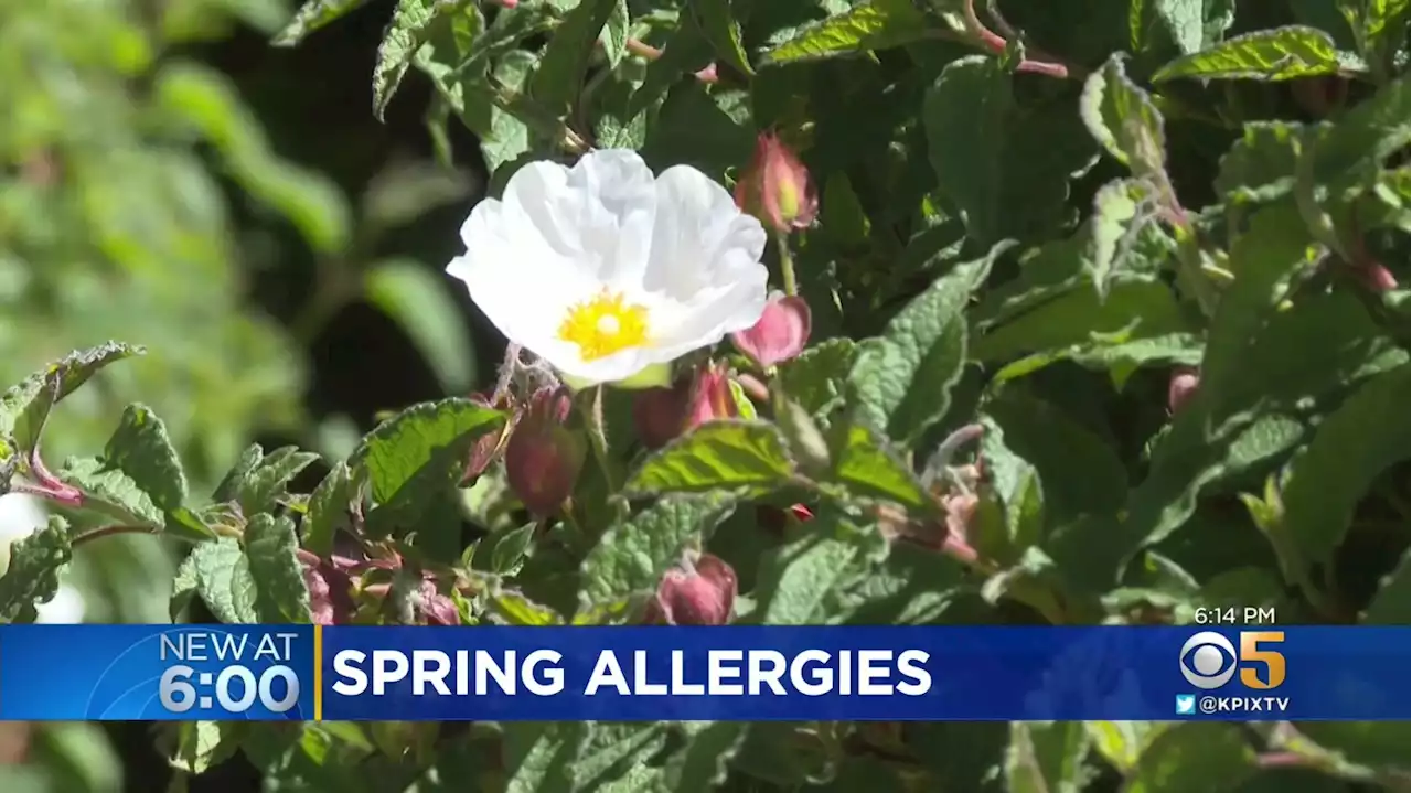 Early Spring Weather Makes For Longer Bay Area Allergy Season