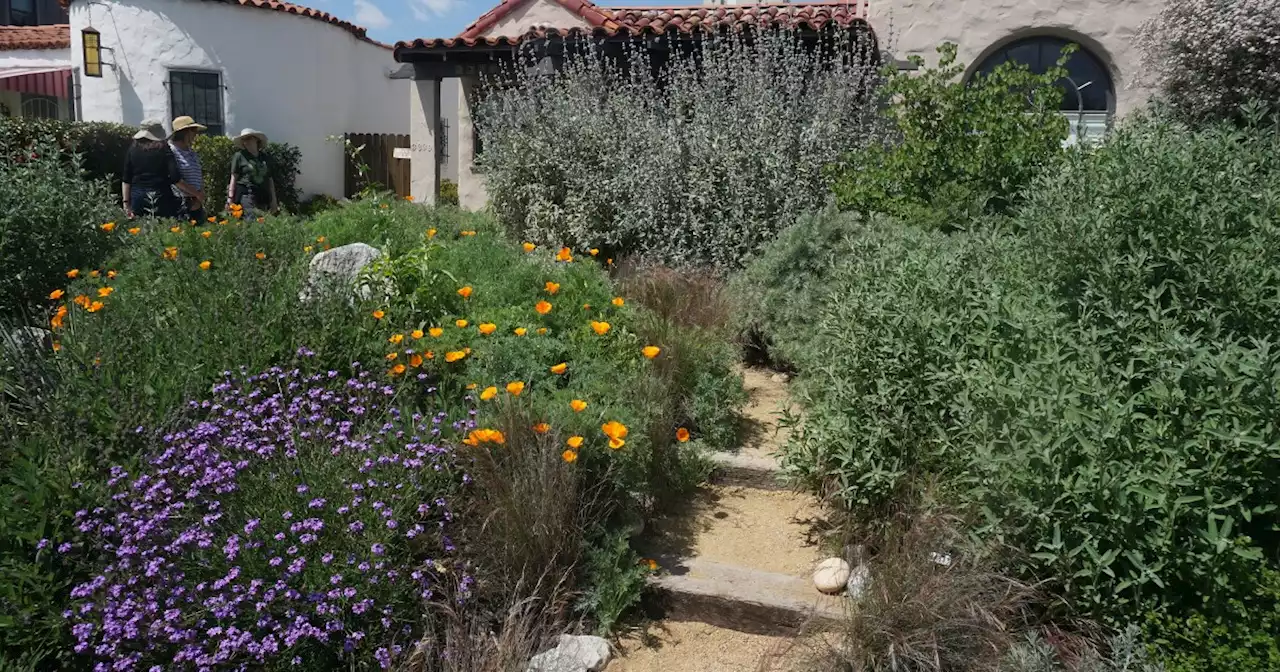 With No End To California’s Drought In Sight, This Landscaping Change Could Make A Real Difference