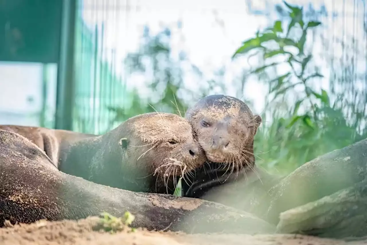 Una nueva pareja de nutrias gigantes se formó en la Argentina en medio de la lucha contra su extinción