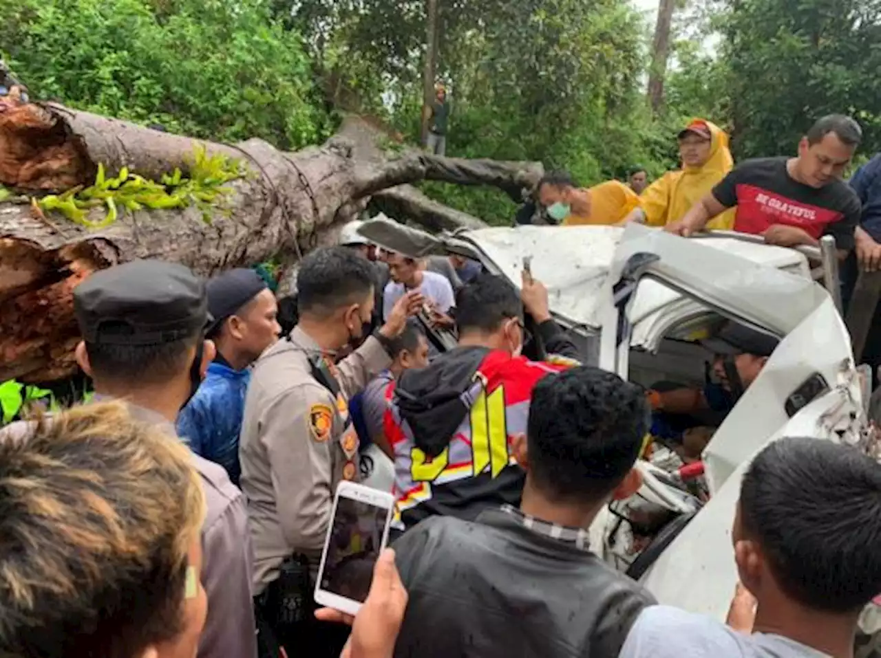 Sejumlah Wilayah di Cianjur Rawan Peristiwa Pohon Tumbang