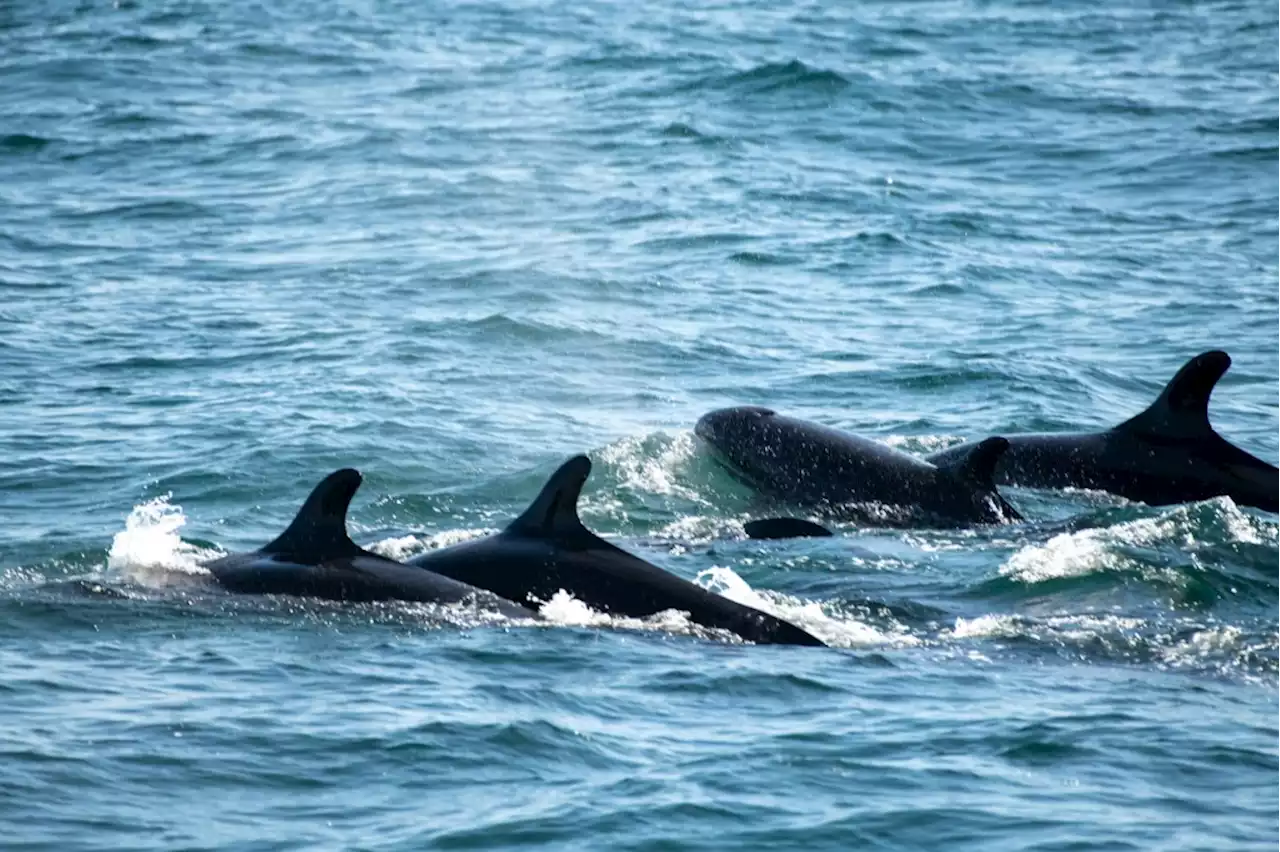 False killer whales make annual spring break trip of California coast