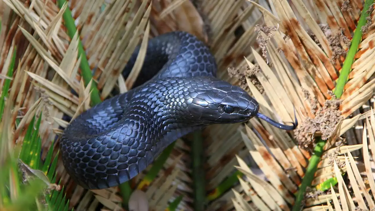 Rare Snake That Grows Over 8 Feet Found in Alabama for Only 2nd Time in 60 Years