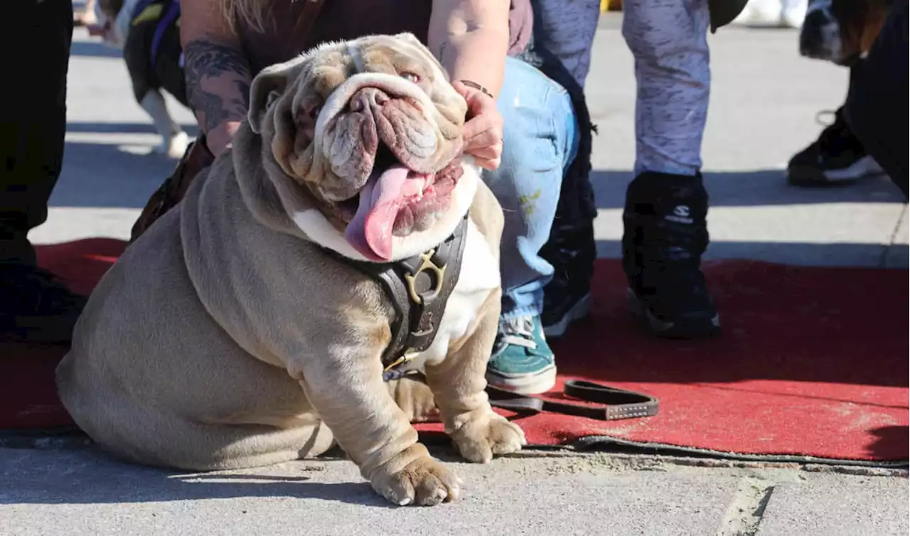 100 Pups Strutted at the Bulldog Beauty Contest