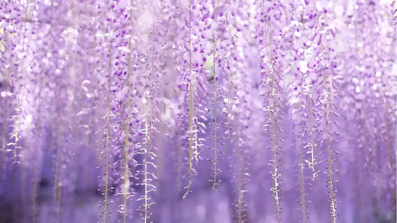 Vivid Wisteria Vines Wow at The Huntington