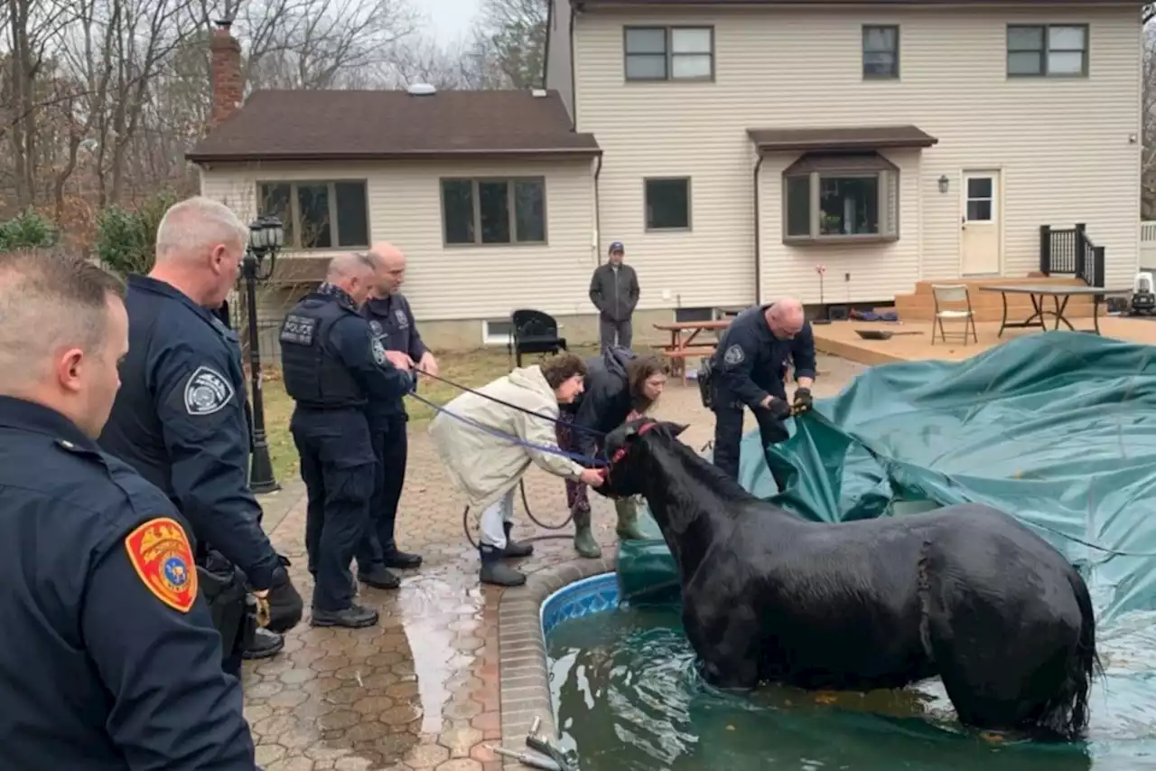 Horse rescued after getting trapped in pool at Long Island home