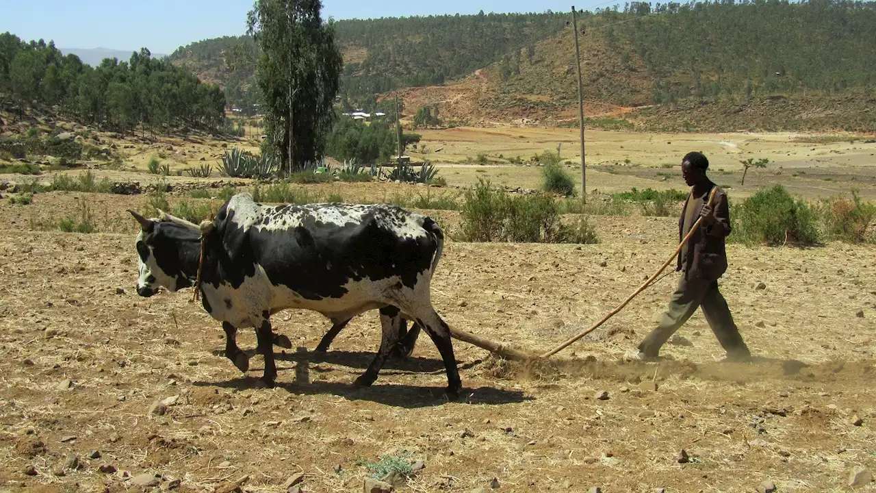 With land grabs comes competition for water, and local farmers are likely to lose