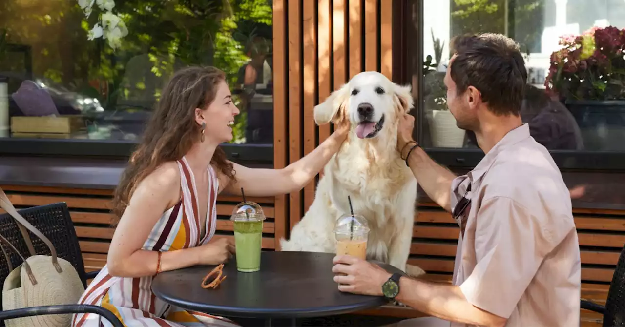 Are People More Attractive When They're with a Pet?