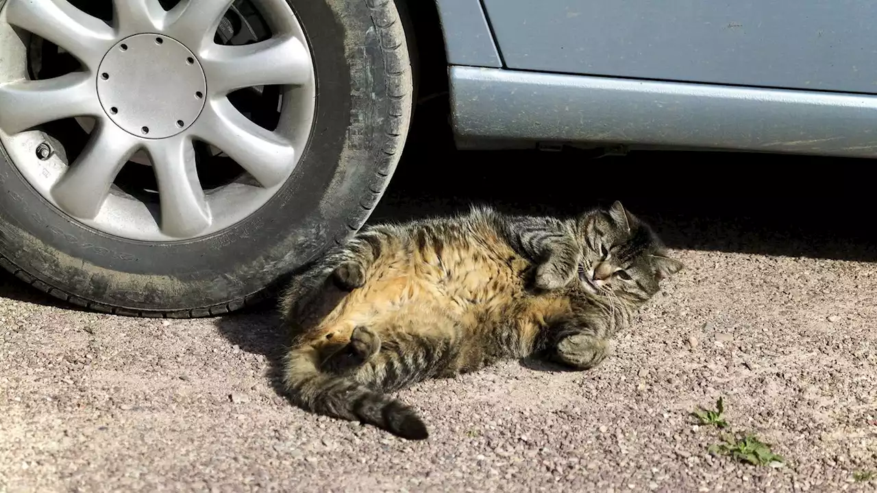 Katzen brauchen ihren kleinen Schwabbelbauch dringend