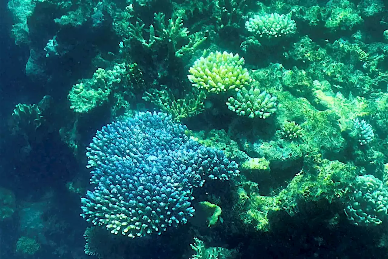 UN weighs listing Great Barrier Reef as 'in danger'