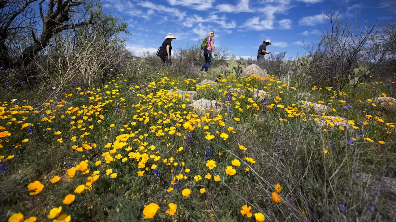 Climate change appears to be bringing about longer allergy seasons