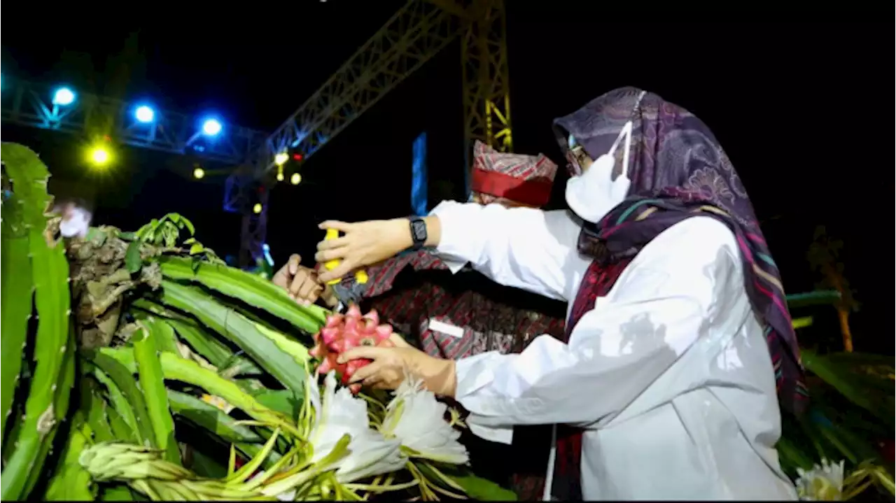 Kabar Gembira, Buah Naga Banyuwangi Tembus Pasar Eropa