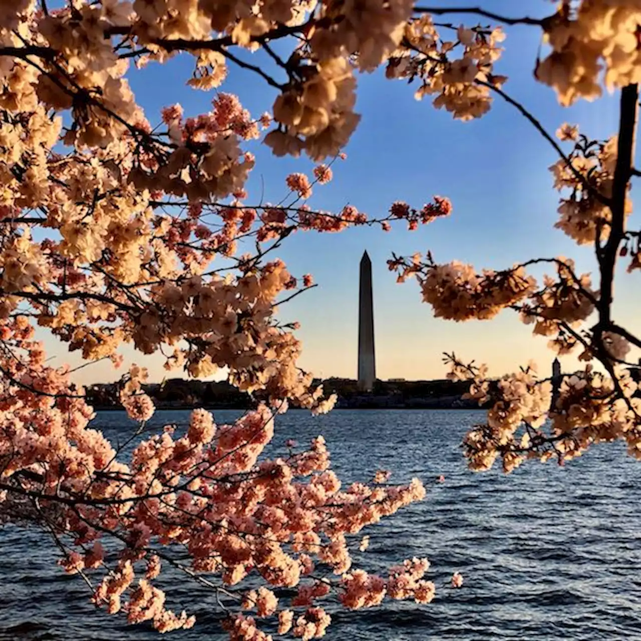 Peak Bloom Should Outlast This Week's Rain | Washingtonian (DC)