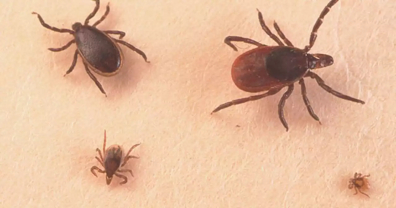 Ohio reports record number of Lyme disease cases in 2021, leaders issue warning for 2022