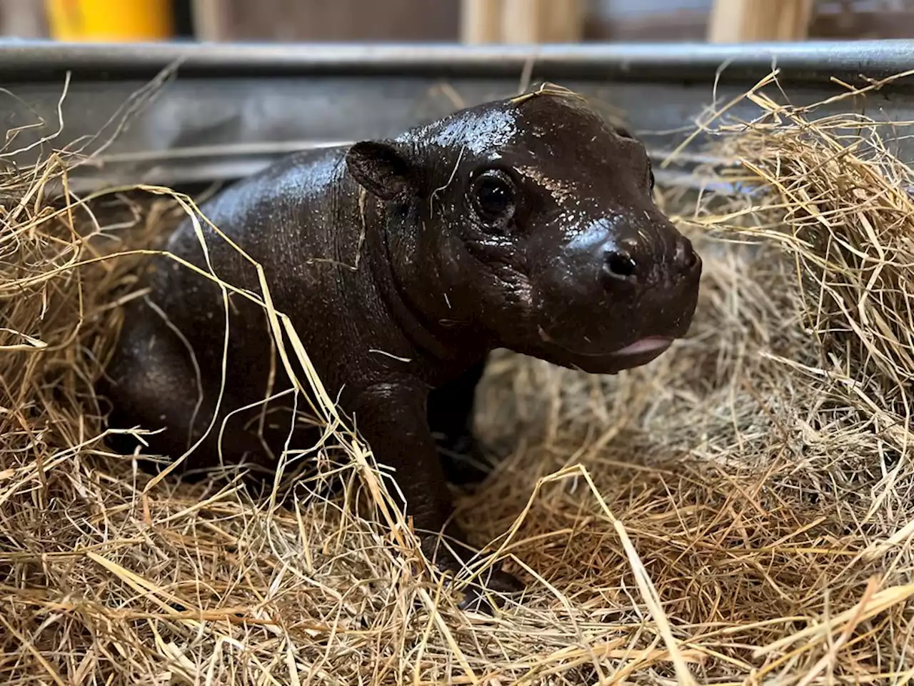 Montgomery Zoo’s new pygmy hippo to make public debut