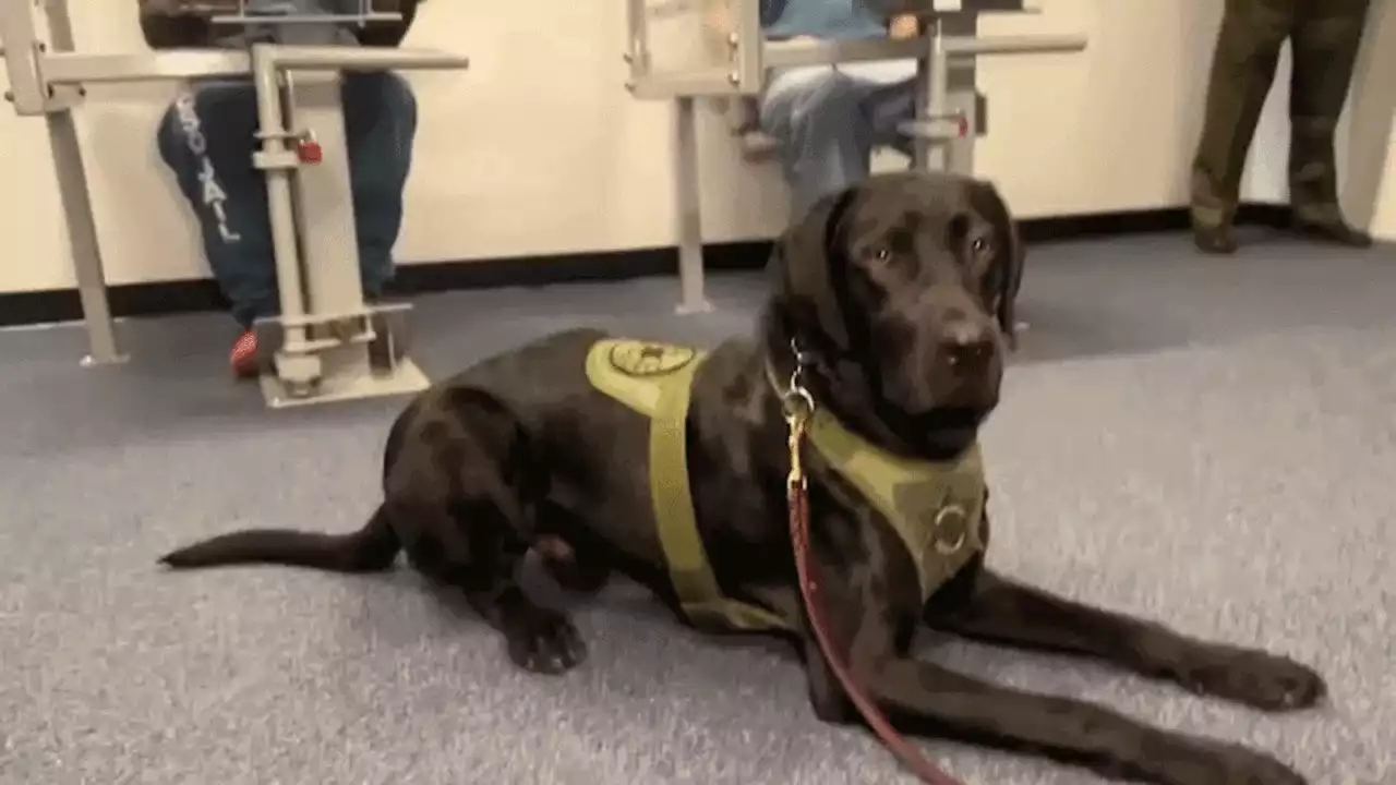 Emotional support dog Rocky helps uplift spirits at Ventura County Jail