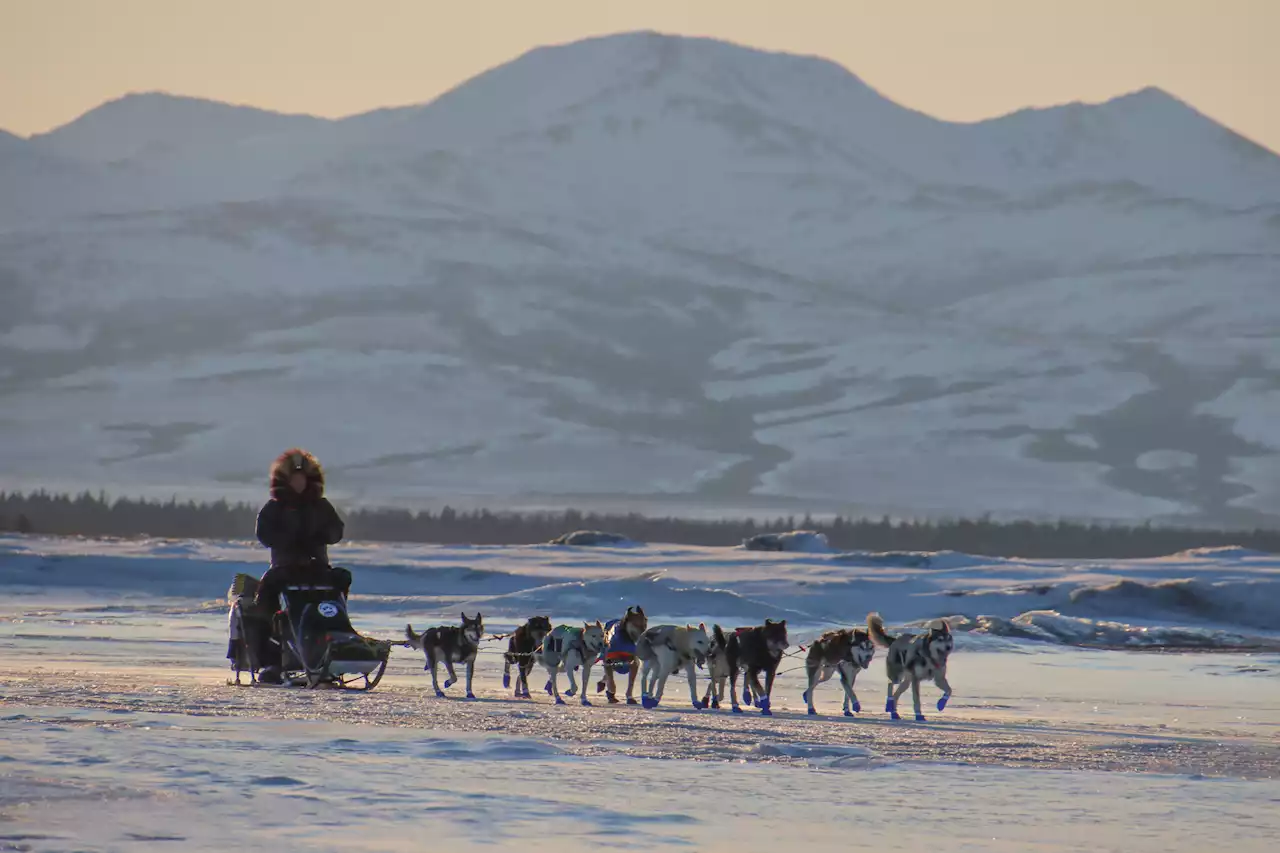 Aaron Burmeister is stepping away from competitive mushing - Alaska Public Media